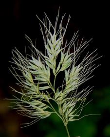  Primary branch of panicle bearing spikelets